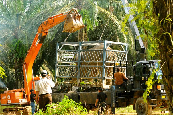 Wildlife translocation (Sabah - Malaysia)